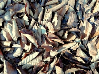 Many brown leaves on the ground as the background.