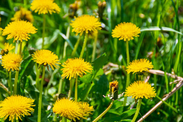 yellow dandelions in the grass. beautiful nature background. view from above
