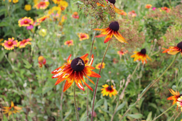 Beautiful blooming red flowers with a bee