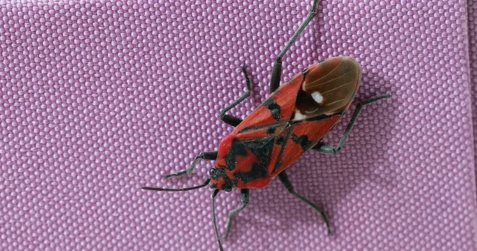 Large Firebug (Pyrrhocoris Apterus) Insect On A Pink Box. Close Up View / Macro Shot - DCi 4K Resolution
