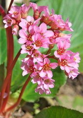 ヒマラヤユキノシタの花