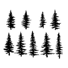 vector spruce tree, ink plant sketch, hand drawing, black silhouette illustration