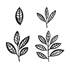 vector set of different plant leaves and branches, ink sketch, hand drawing, black silhouette illustration