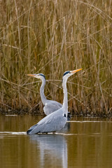 Graureiher im Gewässer