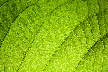 green leaf veins macro