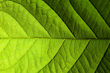 green leaf veins macro