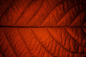 red leaf veins macro