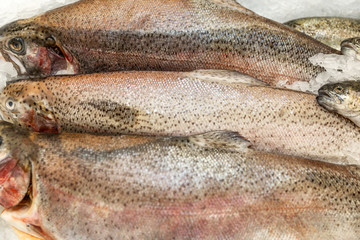 A row of fresh fish on ice on a counter in a supermarket. Close-up.