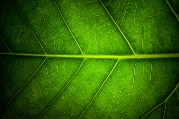 Plakat green leaf veins macro