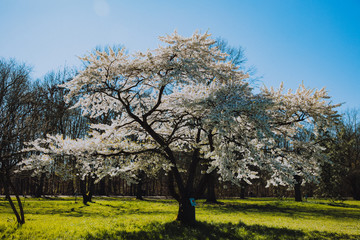 White cherry blossom tree in full bloom in spring