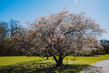 Cherry blossom tree blooming in early spring