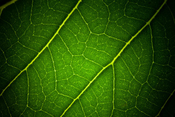 macro leaf veins