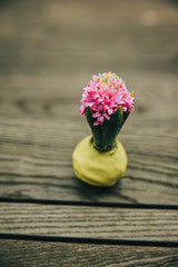 Small hyacinth starting to grow and bloom