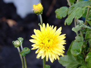 yellow chrysanthemum in the garden in summer