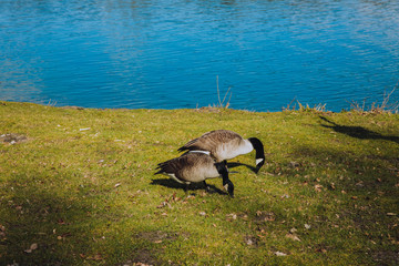 Two geese eating grass next to a lake