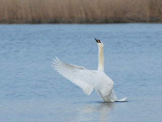 A beautiful white swan flaps its wings on the lake.