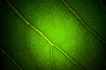 leaf veins macro