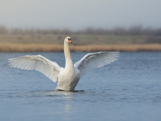 A large white swan spread its wings on a pond or lake. Bird protection.