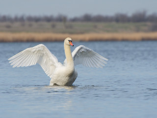 A white swan spread its wings on a pond or lake. Bird protection and bird watching.