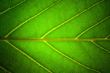 green leaf veins macro background texture