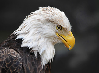 Obraz premium Eagle