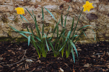 Daffodils blooming in early spring