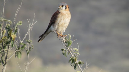 Ave Salnicaro - Republica Dominicana
