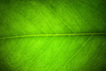 Fototapeta na wymiar light green leaf veins macro