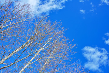 The tops of aspen trees, in the rays of the spring sun, without leaves are directed into the blue sky.