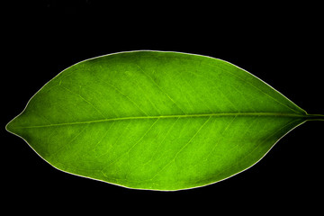 fresh leaf macro on black background