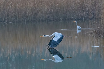 Graureiher im Flug über ein Gewässer