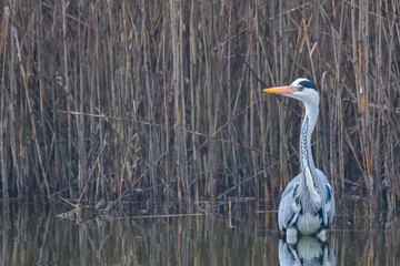 Ein Graureiher am Schilffgürtel