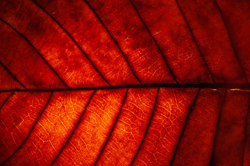 red leaf veins texture background