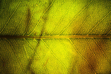 leaf veins macro