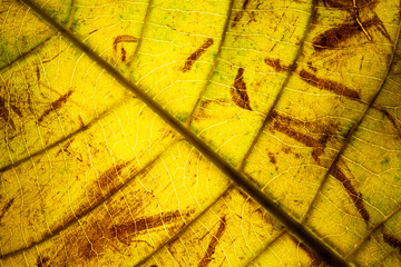 yellow leaf veins macro background