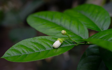 blossom buds of tropical lemon tree on the green leaf in the garden. botanical tangerine closeup...