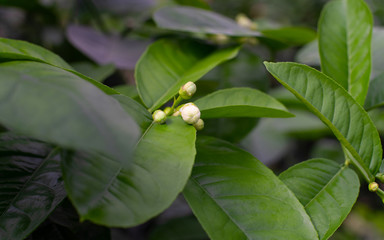 tropical lemon blossom buds in between the big green leaves. close up