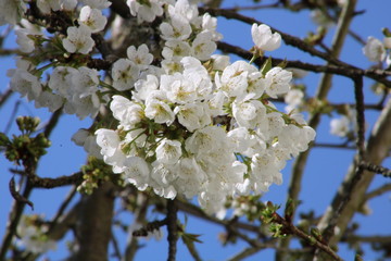 Obraz premium Cherry blossom