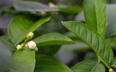 blossom buds of tropical lemon tree surrounded of green leafs. botanical citrus closeup shoot