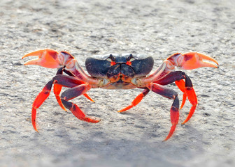 cangrejo - crab