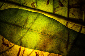 leaf veins macro background