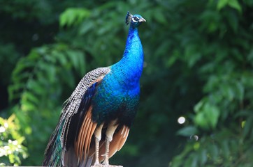 Obraz premium Peacock bird