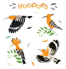 Hoopoe birds pattern © Natalia