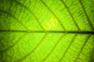 Naklejka na ściany i meble abstract leaf veins macro