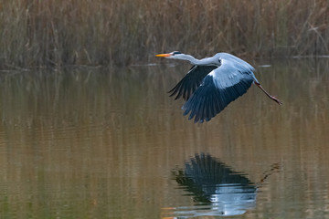 Ein Graureiher im Tiefflug über ein Gewässer