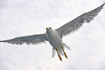 Beautiful seagull against the sky