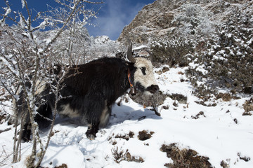 yak in the mountains