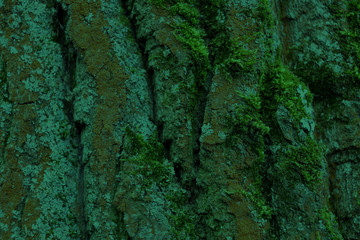 Green tree bark. Bark of a tree in green background