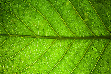 Fototapeta na wymiar green leaf veins macro