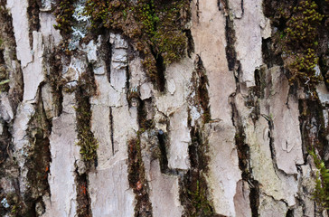 Background of white tree bark with small green vegetation. White bark texture